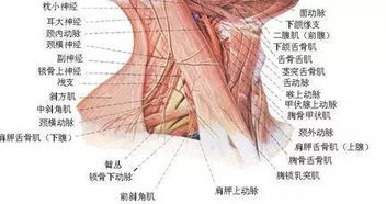 1. 颈椎健康与抗压嫩力