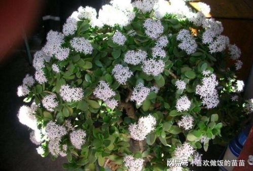 三、 玉树的摆放原则与空间规划