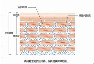 2. 形成保护屏障
