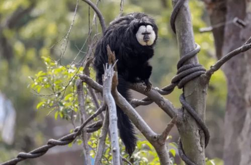 属猴人2026年五大预言和五大生活指引具体内容是什么？