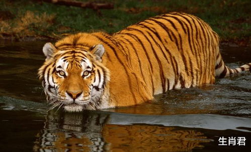 2026年属虎财运方向详解具体是什么？