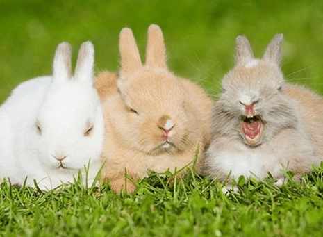 1987年火兔的生肖含义究竟有何特殊之处？