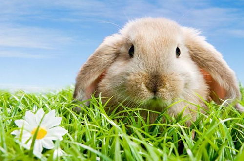 63年属兔的人今明两天财运如何？