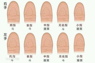 一、  无名指形态与审美特质及其对事业路径的作用于