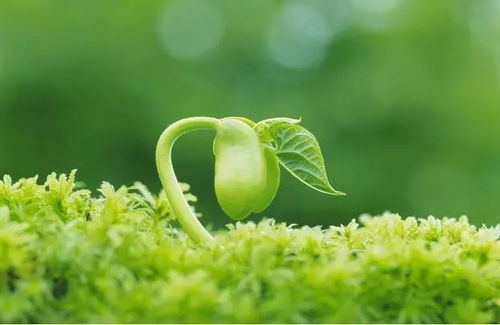 这破名儿啥意思？