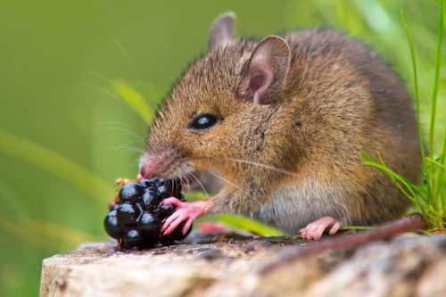 鼠鼠人：生娃就像开挂一样简单