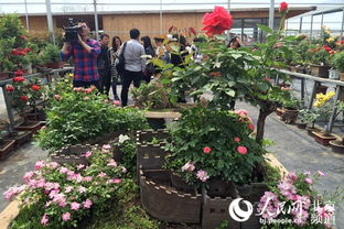 震惊！2026年去大兴月季大会居然能这样省钱？看完我哭了