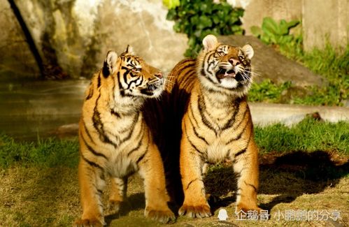 属虎2026年今天运势和属虎2027年运势完整版分别是什么？