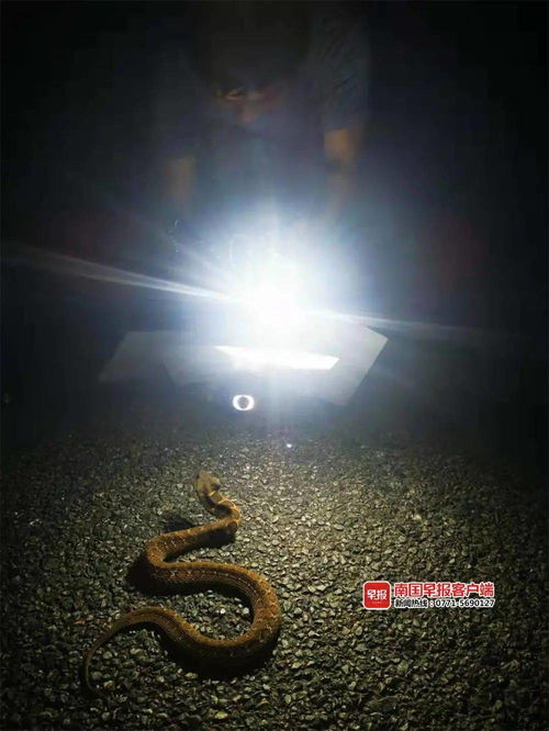 三、 夜色与月光的意象建构