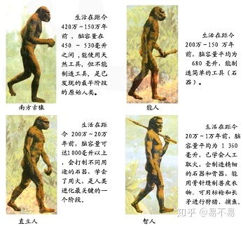 一、 古猿的起源与古周边环境背景