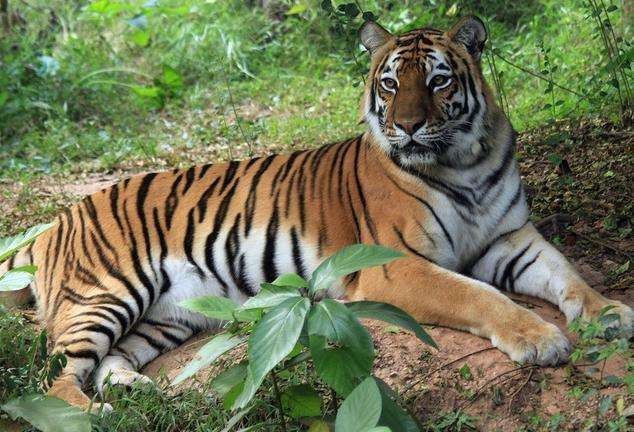 2026年每月运势详解，98年属虎人2026年运程具体如何？