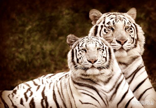 2026年属虎的人，哪天择日结婚最吉利？