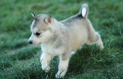 1970年属狗男2026年适合做什么生意？运势如何？