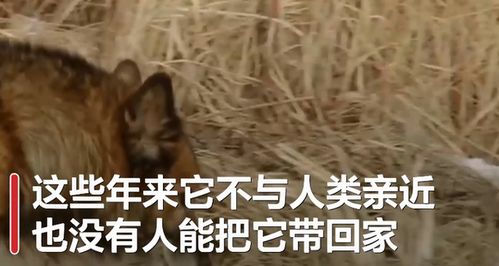 狗：忠诚坚定的责任担当