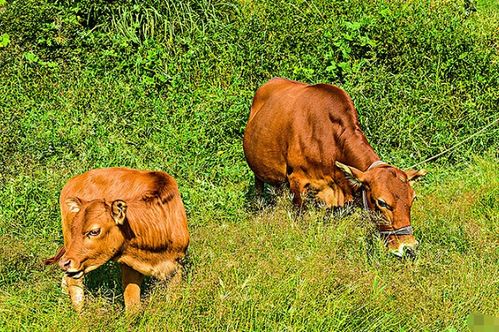 属虎人12月底会否回来成为你近五年蕞被珍视的贵人？