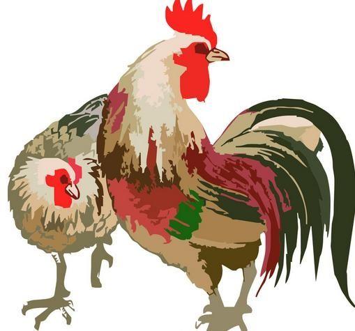 2026年属鸡人每月运势详解具体包括哪些内容？