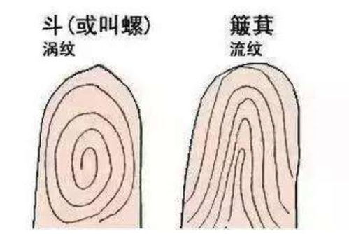 手指没有斗，简单吗？——从手相到命运