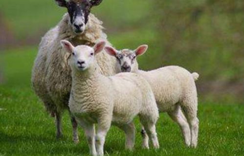 1967年属羊男性2026年婚姻状况如何？