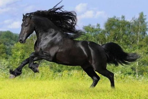 1978年属马射手座和双子座在2026年的运势分别如何？