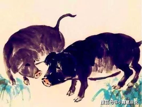 生肖猪：以退为进下的隐形富豪
