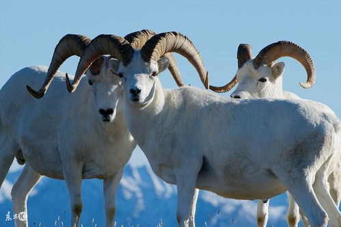 1955年属羊人在2026年的财运和运势如何？