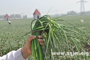 蒜苔快干了的噩梦！
