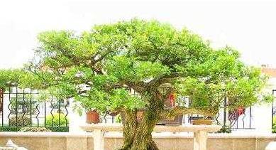 镇宅旺财的树升级中，旺财支付方式现在是什么？