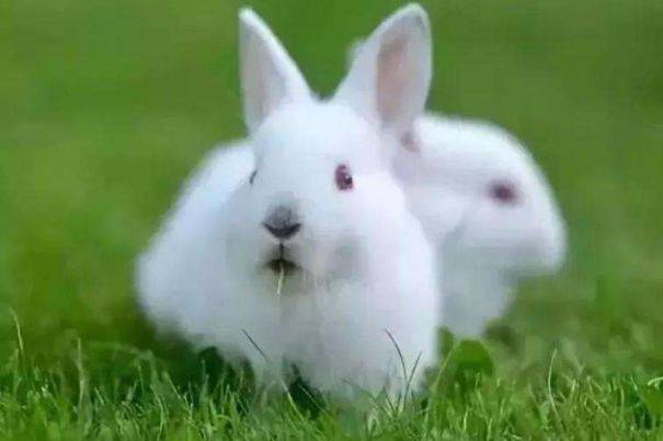 2026年属兔人将遭遇哪些灾难，需要注意什么事项？