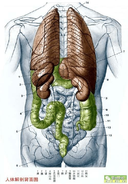 一、  奸门的解剖学定位与空间界定