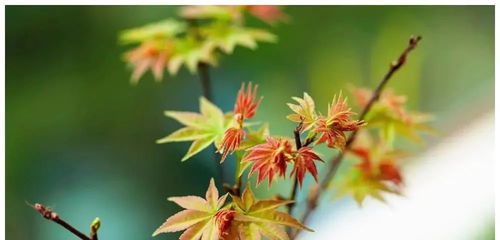 桃花对应的生肖是哪个？12生肖花图片有何寓意？