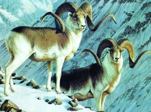 1979年属羊人在2026年财运如何，有哪些方法可以提升？