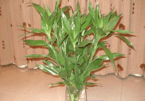 富贵竹与幼毛笔：象征性物品的运用及其深层含义