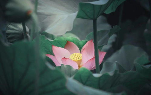 内在修养与“清净两无尘”的终极追求