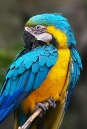 鹦鹉起什么名字既吉祥又符合特点？