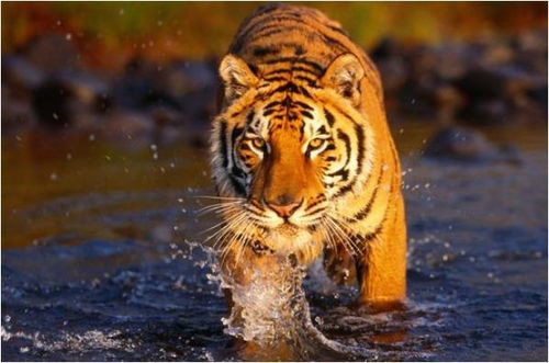 1974年属虎人2026年感情运势和属虎男士运势分别如何？