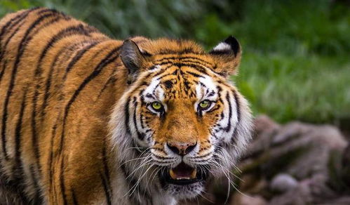 梦见害怕老虎找地方躲是什么兆头，预示着什么征兆或寓意？