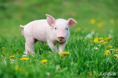 属猪天乙贵人，三合六合饰品具体指什么？