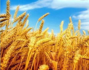 魔幻现实主义解梦指南（纯属虚构）