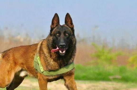 有没有最霸气的马犬名字大全，能提供100个超酷的狗名？