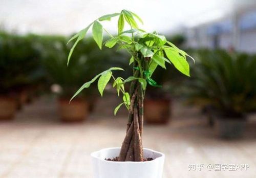5．植物类（发财树/富有市场价格较高竹等阔叶常绿植物）