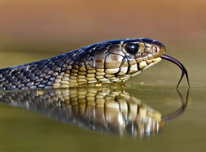 蛇宝宝名字的灵感来源：从《诗经》中选取惊艳且富有文化底蕴的名字