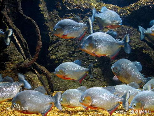 食人鲳鱼究竟算不算风水鱼呢？这其中的奥秘究竟是什么呢？