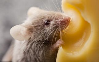 2026年属鼠的黄道吉日和吉星有哪些？