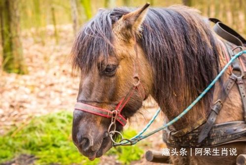 1974年出生属虎的女性，她的生肖贵人是谁？目前的生活状态意味着什么？