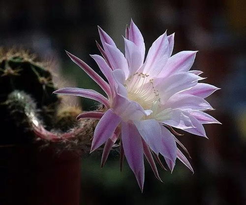 花开了！花开了！到底啥意思嘛？