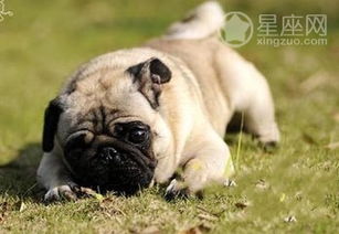 导言：梦境解析的文化渊源与象征意义
