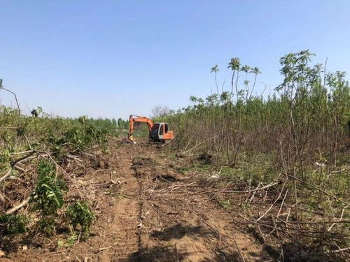 将退耕还林打一生肖，是哪个生肖的象征？