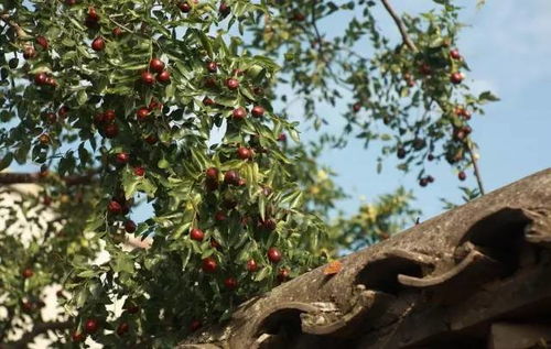 一、 香椿树在风水学中的基本属性及其方位禁忌