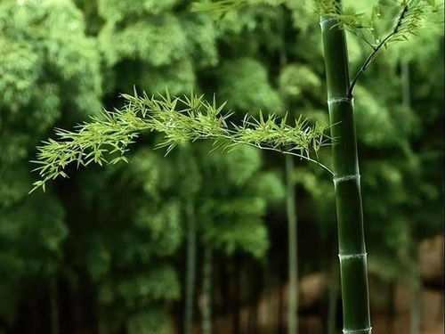 论室内竹类植被之空间范围布局对财富有能级与运势轨迹的作用于机制解析