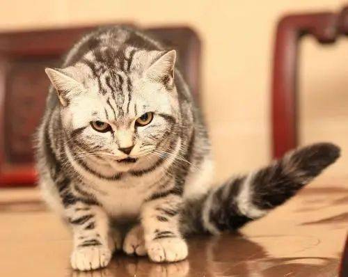 2. 给虎斑猫取一个四个字并且具有较深刻寓意又不俗套呢？请参考下文~